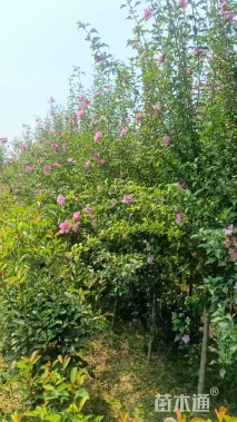 高度180厘米木槿