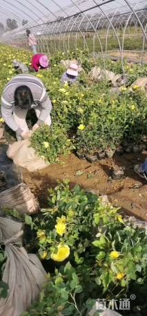 高度50厘米丰花月季