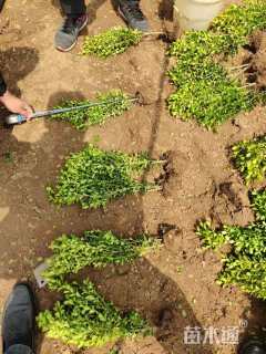 高度40厘米小叶黄杨