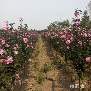 高度300厘米木槿