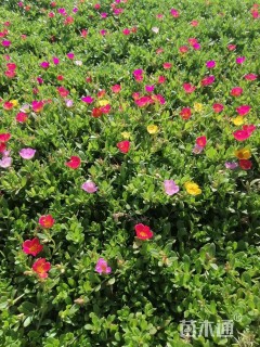 高度15厘米太阳花