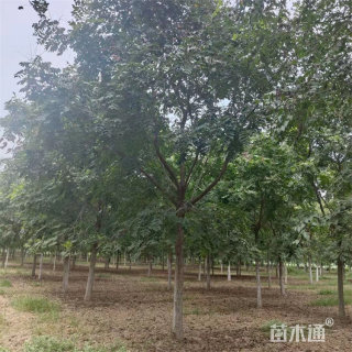 8公分黄山栾树