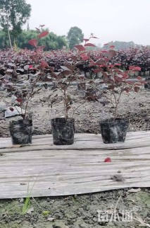 高度25厘米红花继木