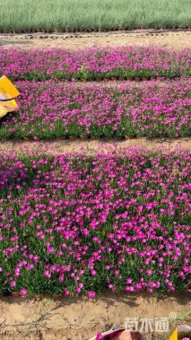 高度20厘米欧石竹