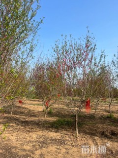 7公分菊花碧桃