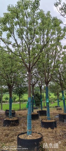 15公分香樟