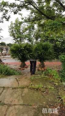 裸干高80厘米棕竹