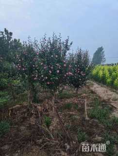 高度300厘米木槿