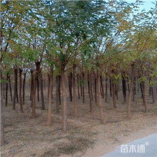 7公分刺槐