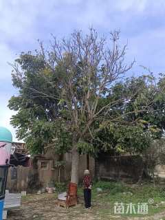 43公分麻楝