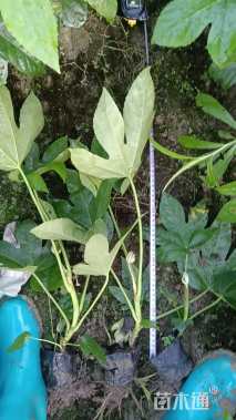 高度20厘米八角金盘小苗