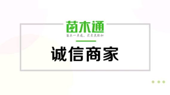 高度130厘米油松