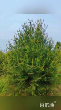 高度300厘米白皮松