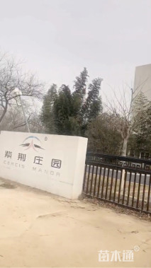 12公分四季春1号