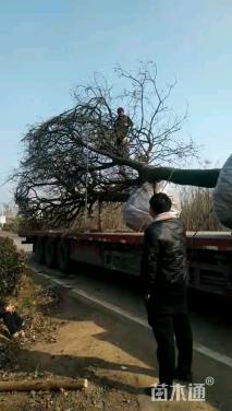 60公分丛生黄连木