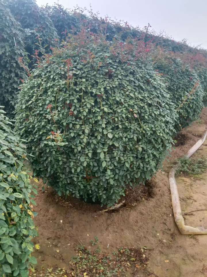 冠幅120厘米月季花球