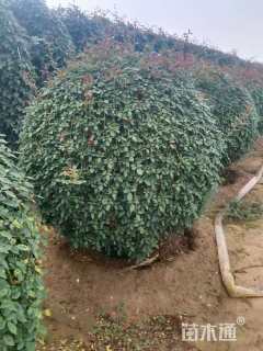 冠幅120厘米月季花球