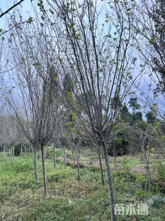8公分海棠