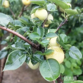16公分梨树