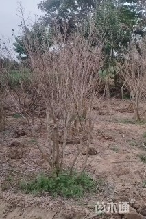 高度180厘米丛生紫薇