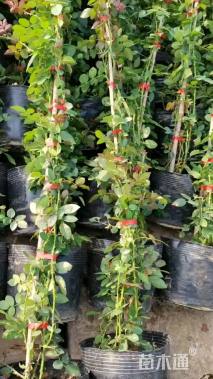 200厘米藤本月季