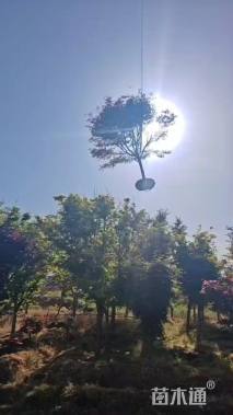 9公分红枫