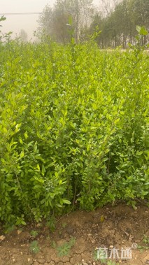 高度40厘米水蜡