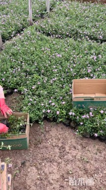 高度15厘米马缨丹