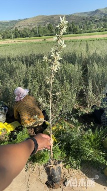 高度50厘米沙棘