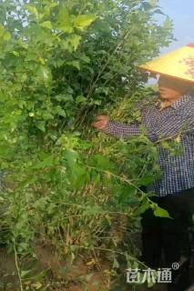 高度250厘米丛生木槿