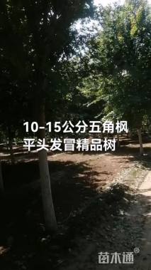 10公分五角枫