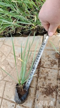 高度25厘米紫娇花