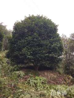 高度500厘米山茶花