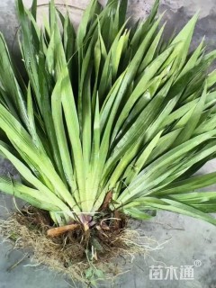 高度45厘米鸢尾