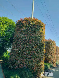 高度600厘米红叶石楠柱