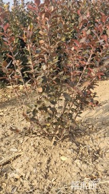 高度70厘米卫矛