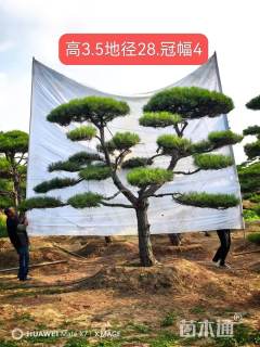 28公分造型黑松