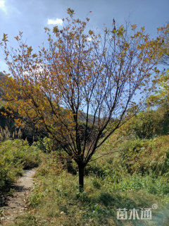 18公分东京樱花