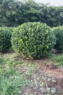 冠幅1厘米卫矛球