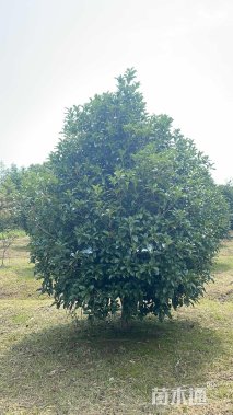 15公分桂花