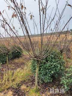 7公分樱花