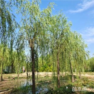 10公分柳树