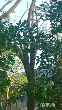 20公分蓝花楹