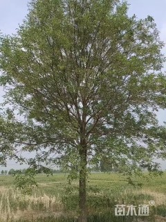 32公分白蜡