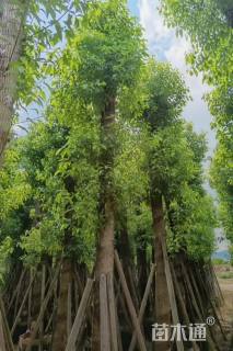 8公分香樟