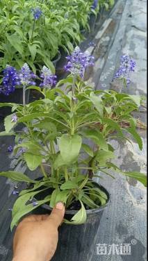 高度25厘米鼠尾草