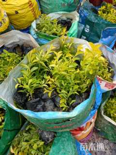 高度20厘米金叶假连翘