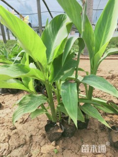 高度35厘米水生美人蕉
