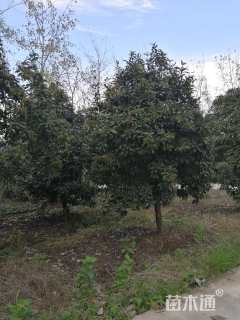 高度300厘米中华石楠