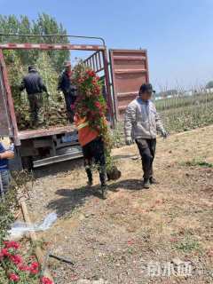 高度150厘米木香